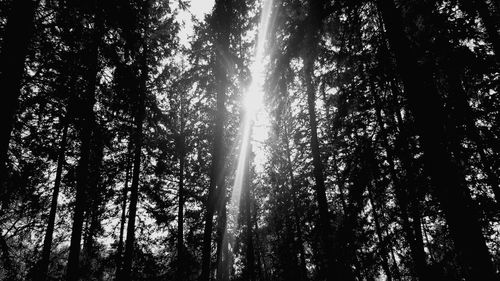 Low angle view of sunlight streaming through trees in forest