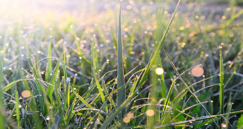 Close-up of plants growing on field