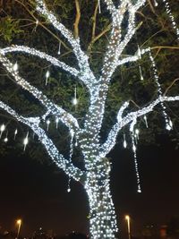 Low angle view of christmas tree at night