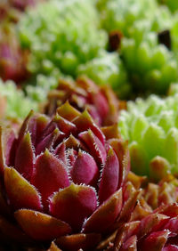 Close-up of strawberries