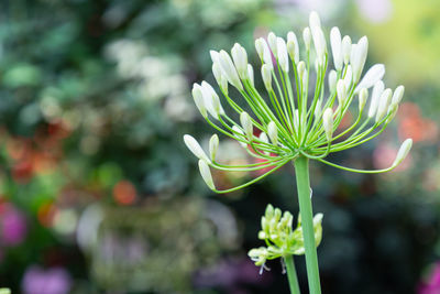 Close-up of flowering plant