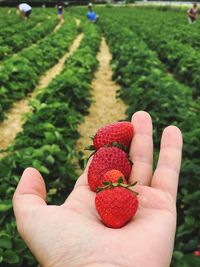 Close-up of hand holding strawberry