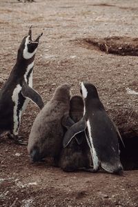 High angle view of penguins on field