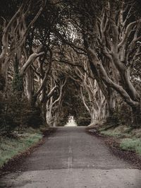 Road amidst trees in forest