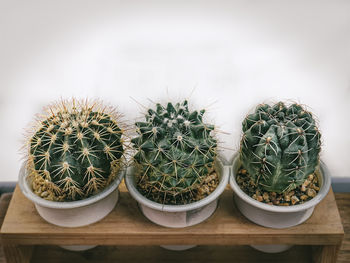 Small potted cacti and gravel stones against white wall