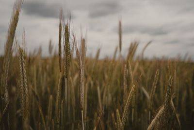 Close-up of wheat growing on field against sky