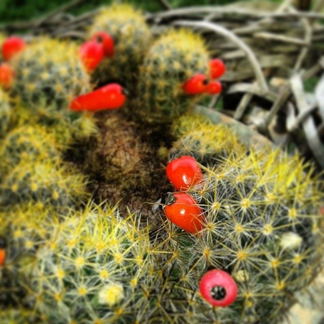 red, growth, plant, grass, freshness, field, nature, poppy, selective focus, beauty in nature, high angle view, close-up, day, green color, no people, growing, food and drink, focus on foreground, outdoors, fruit