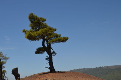 Low angle view of tree against clear blue sky