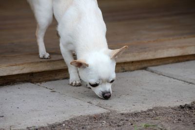 Close-up of dog