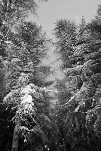 Low angle view of tree against sky