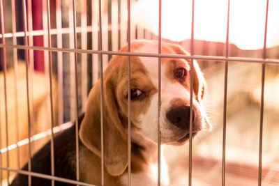 Close-up portrait of dog in cage