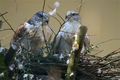 Close-up of ferruginous hawks in nest at tierpark berlin