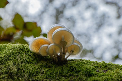 Close-up of mushrooms growing on field