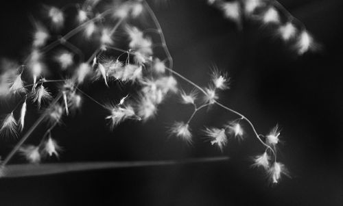 Close-up of dandelion against sky at night