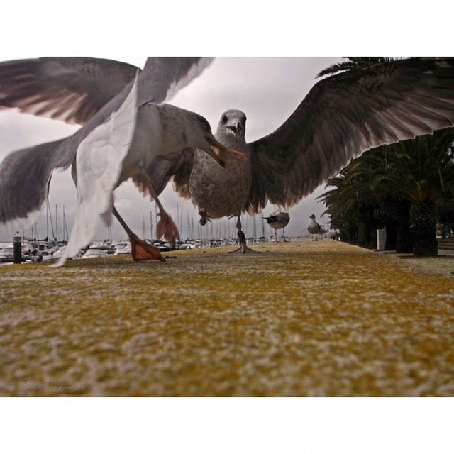 bird, animal themes, animals in the wild, wildlife, seagull, spread wings, flying, one animal, clear sky, pigeon, transfer print, auto post production filter, two animals, day, full length, mid-air, water, outdoors, side view, incidental people