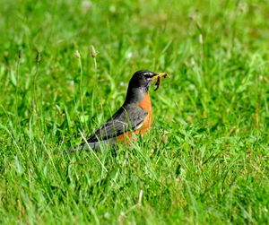 Close-up of bird on field