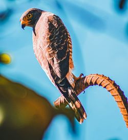 Low angle view of eagle perching