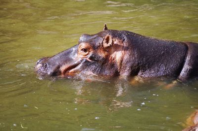 Hippopotamus swimming in water at zoo