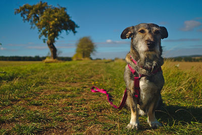 Dog on field