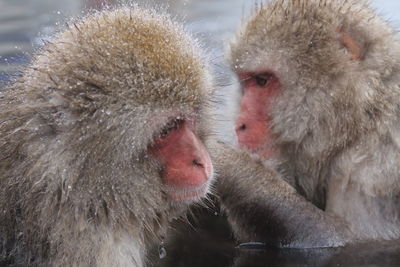 Close-up of japanese macaques in hot spring