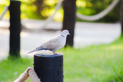 Close-up of bird perching on wooden post