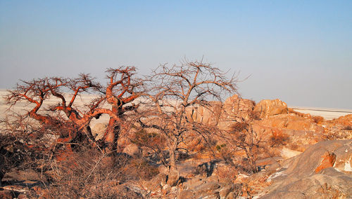 Plants growing on rock against sky