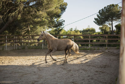 Horse standing in ranch