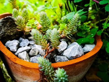 High angle view of potted plants