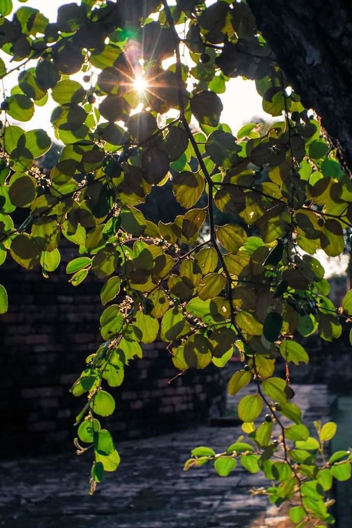 growth, sunlight, sun, leaf, lens flare, nature, outdoors, day, no people, green color, plant, tranquility, beauty in nature, branch, tree, close-up, freshness