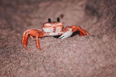 Close-up of crab on land