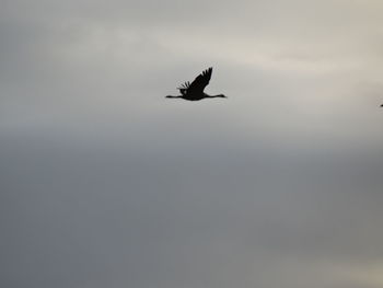 Bird flying in sky