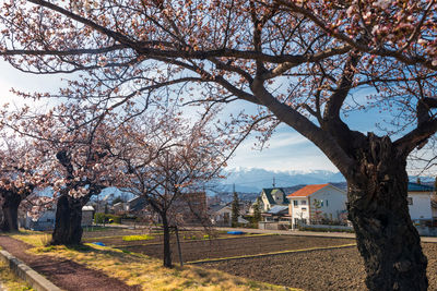 Cherry blossom tree by building against sky