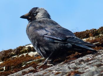 Close-up of bird perching on rock against sky