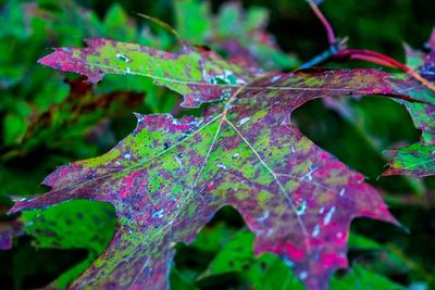 Close-up of wet maple leaf