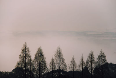 Panoramic view of trees on landscape against sky