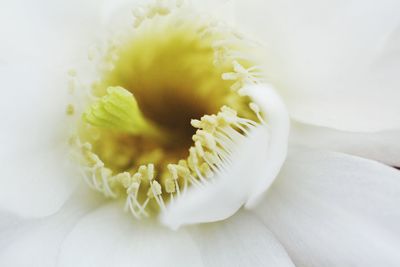 Close-up of white flower