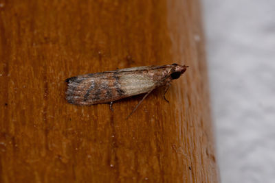 Close-up of insect on wood