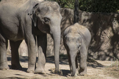 Elephant by trees