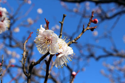 Low angle view of cherry blossoms in spring
