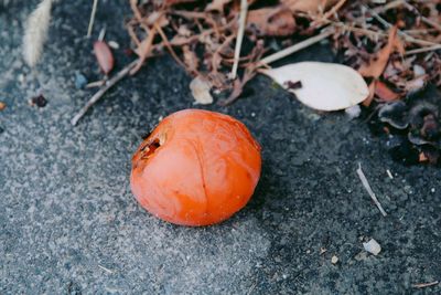 High angle view of orange on field