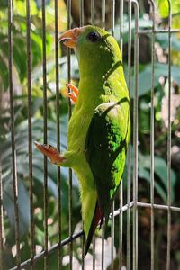 Close-up of bird perching on railing