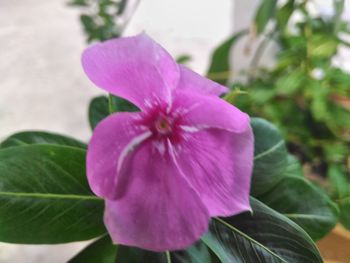 Close-up of pink flower