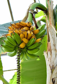 Close-up of bananas growing on tree