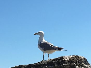 Low angle view of seagull perching on rock against clear blue sky