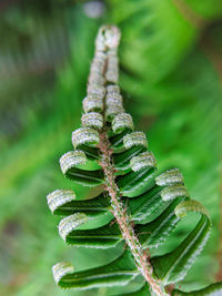 Close-up of caterpillar on plant