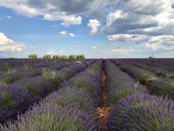 Lavender fields