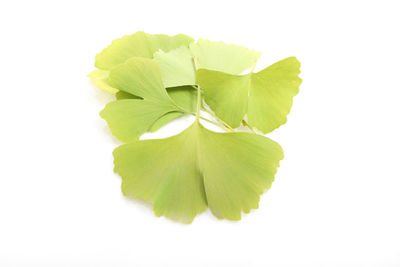 Close-up of green leaf on white background