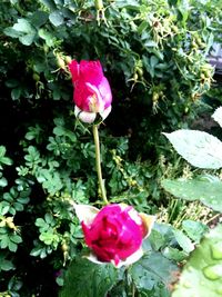 Close-up of pink rose blooming outdoors