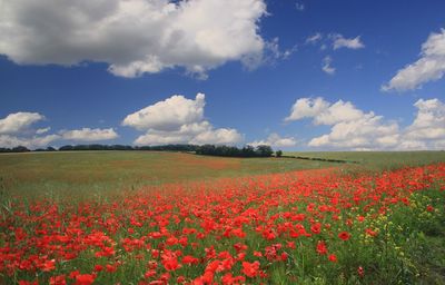 Scenic view of poppy field against sky