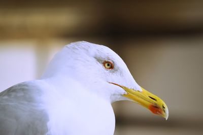 Close-up of seagull